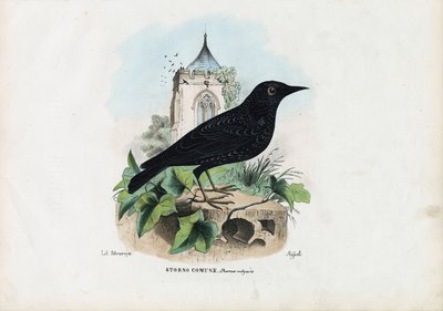 Common Starling by Raimundo Petraroja
